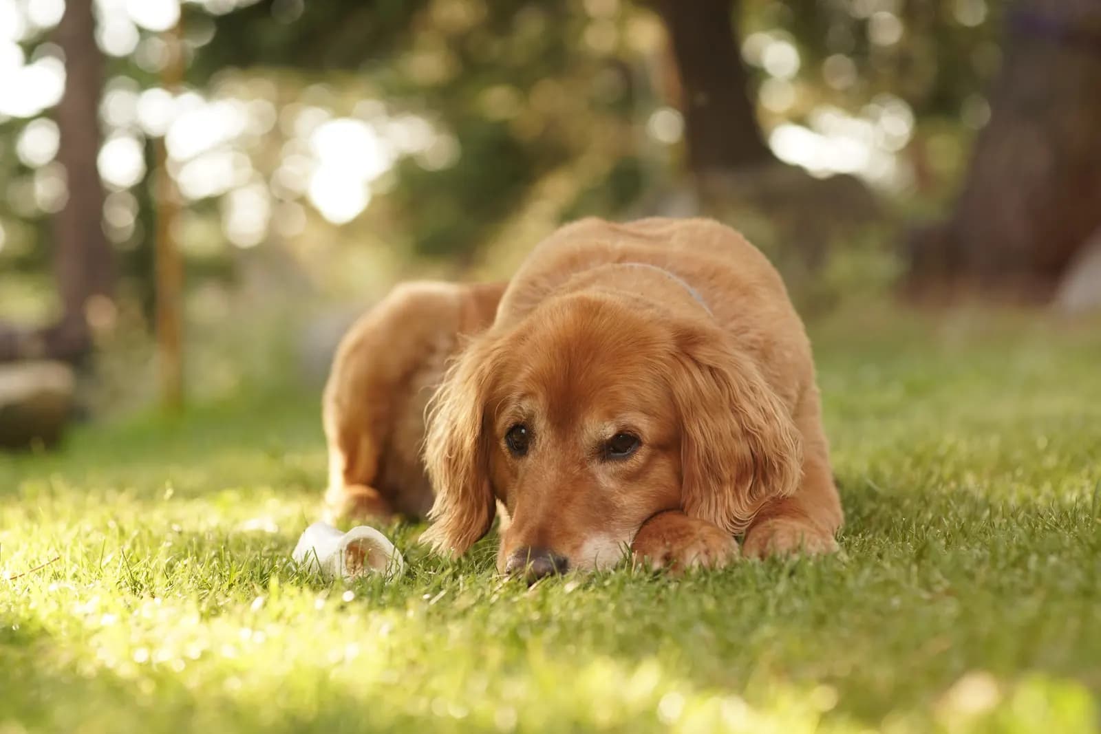 Hond die in het gras ligt