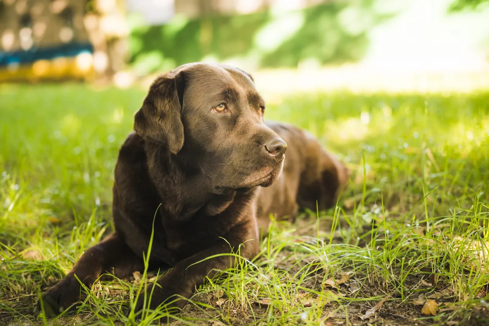 Hond die rustig ligt te slapen