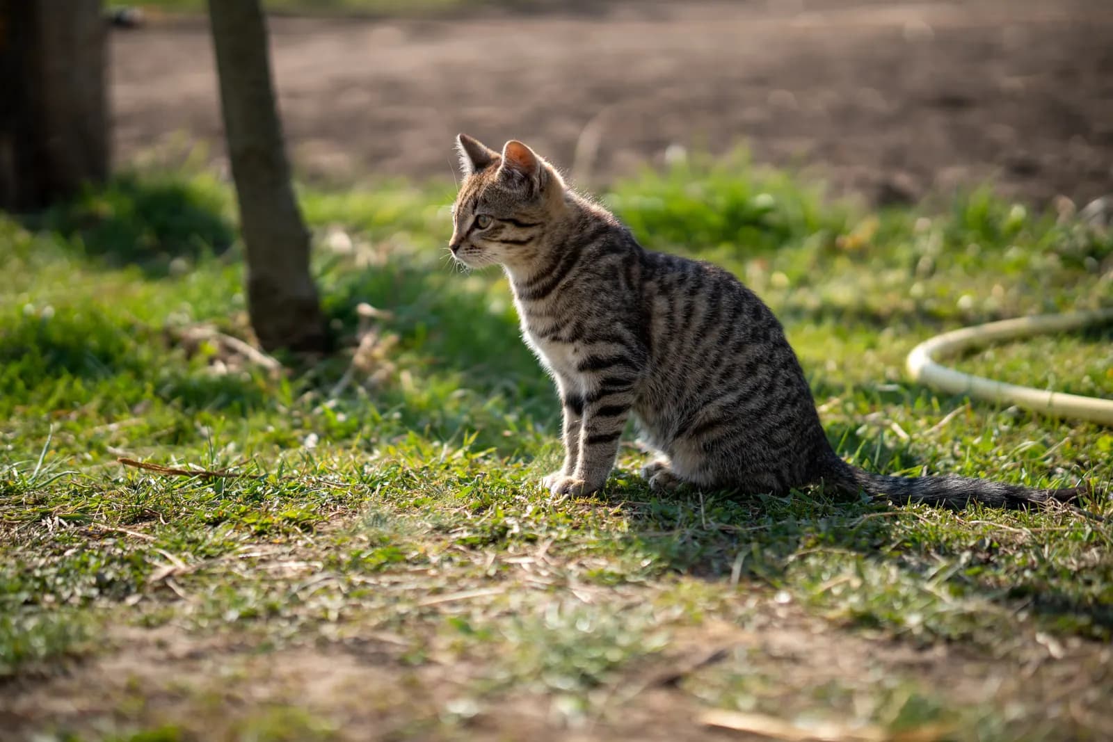 Kat die in het gras zit