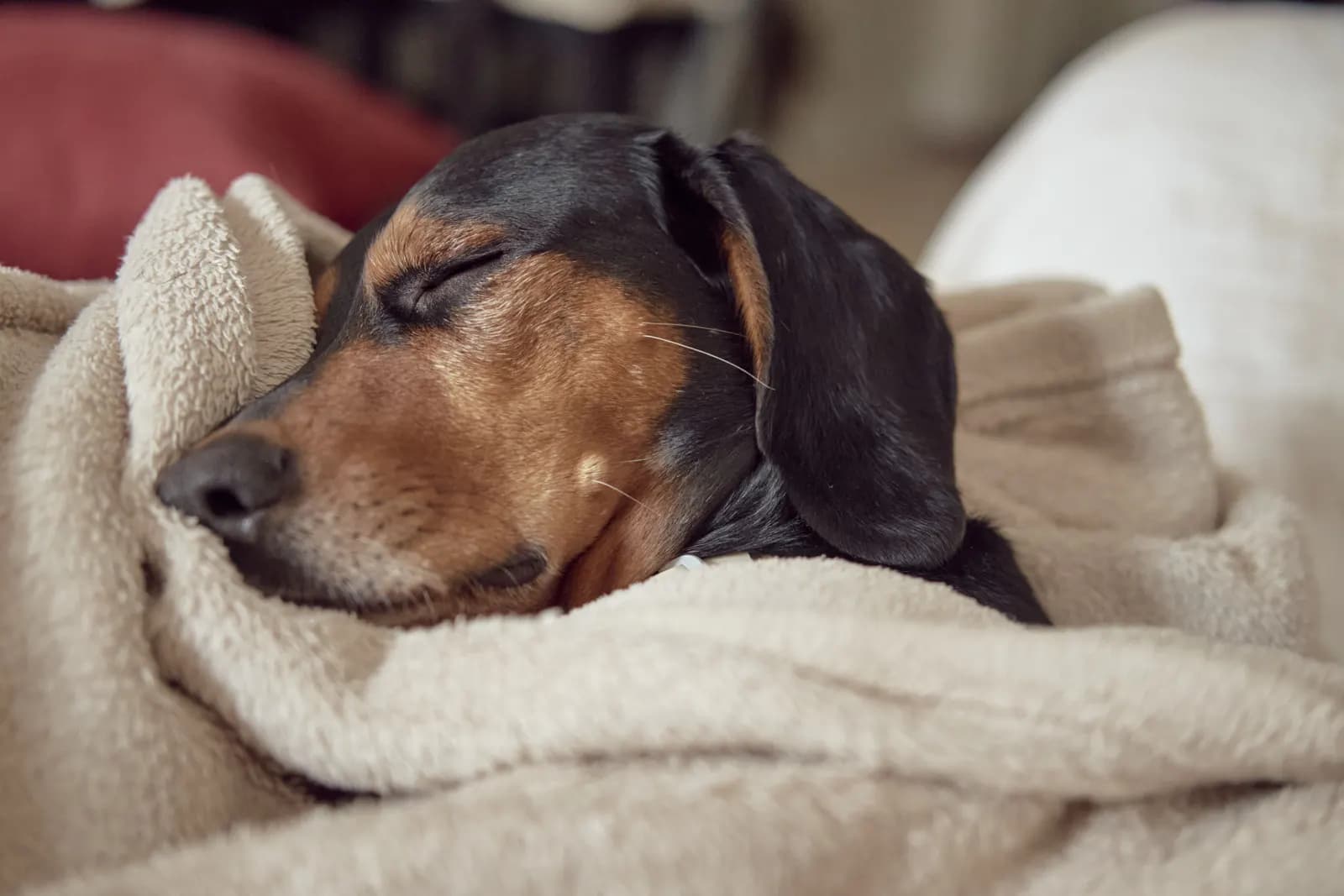 Hond die onder een deken ligt