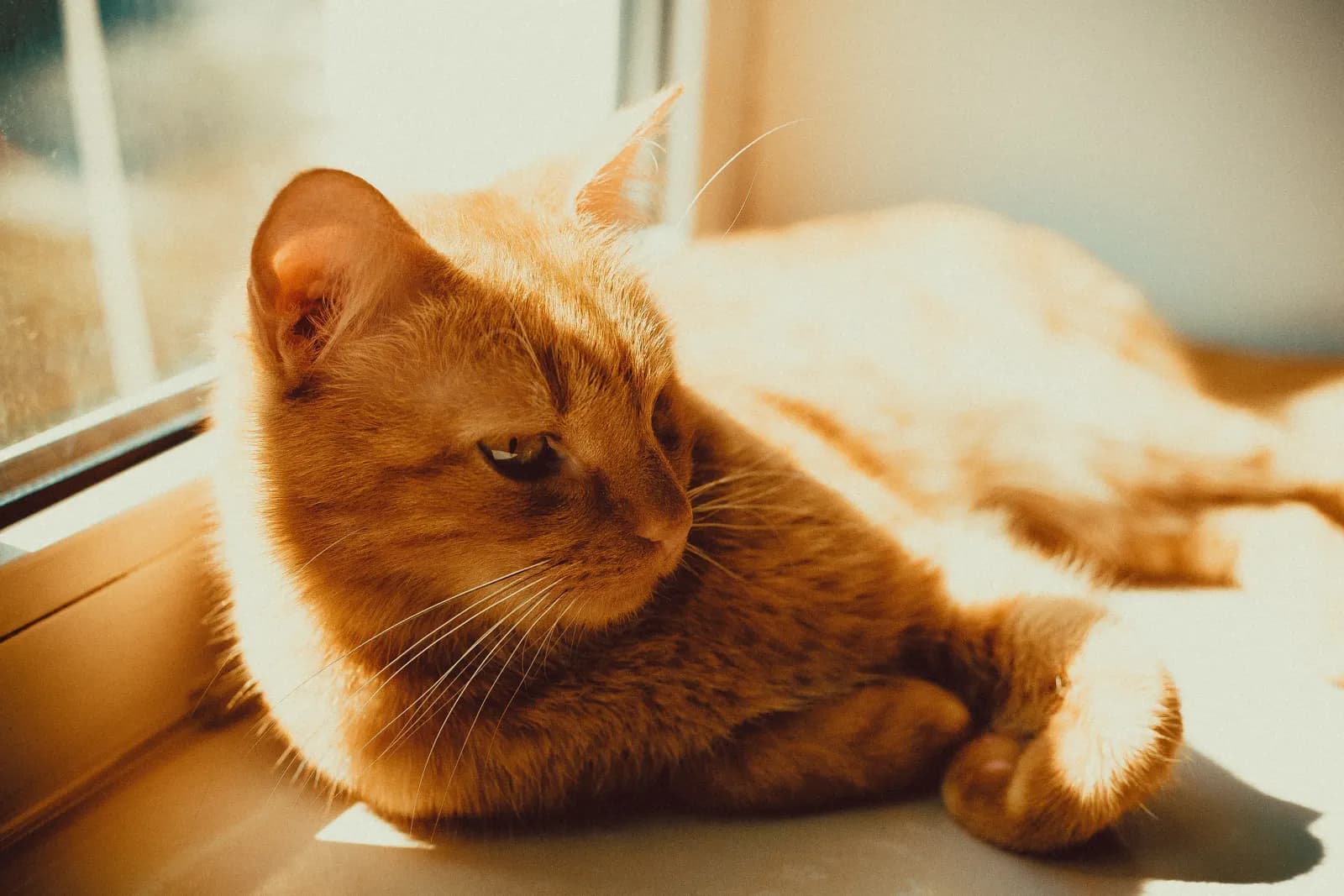 Kat die op de vensterbank ligt