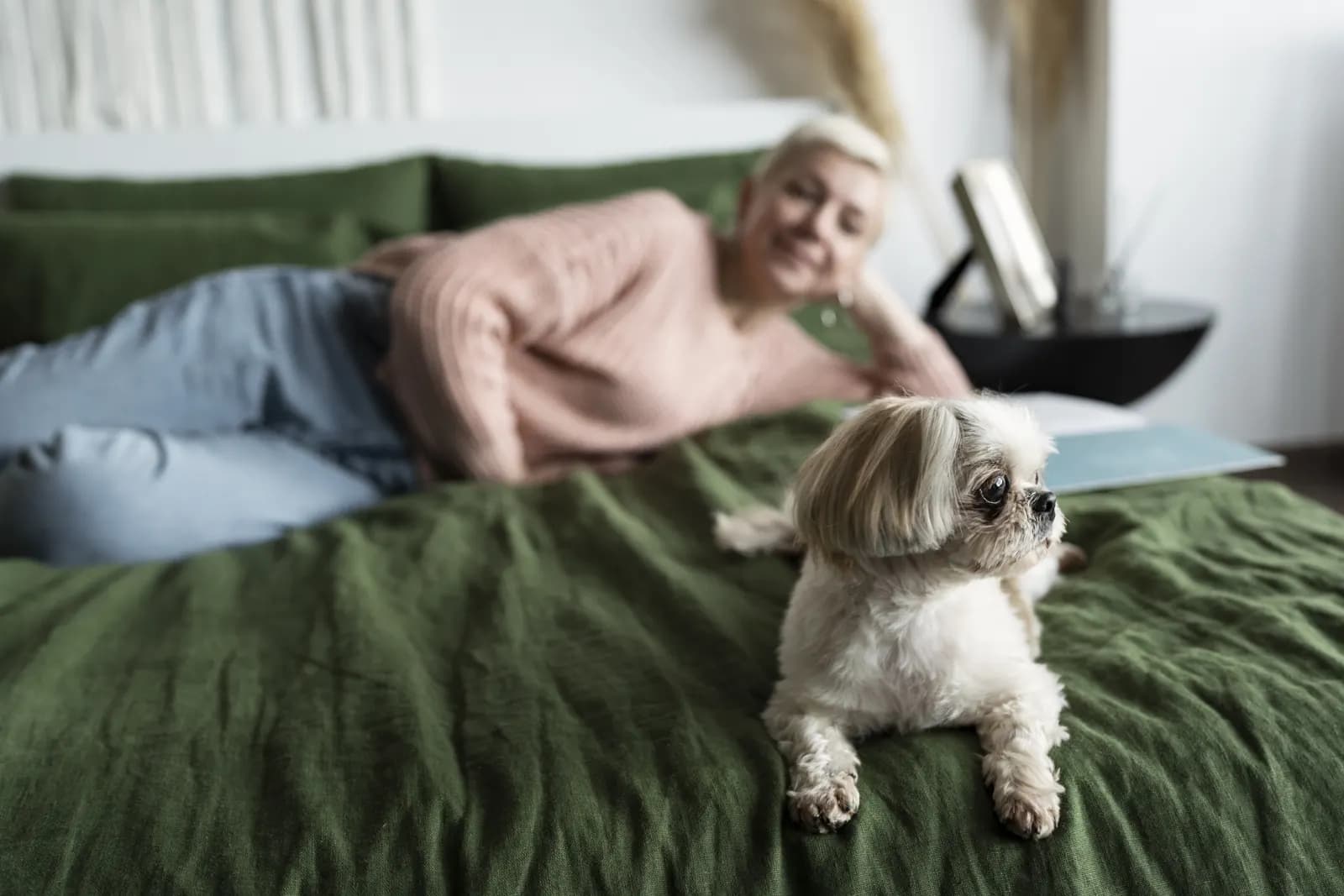 Oudere hond die rustig ligt