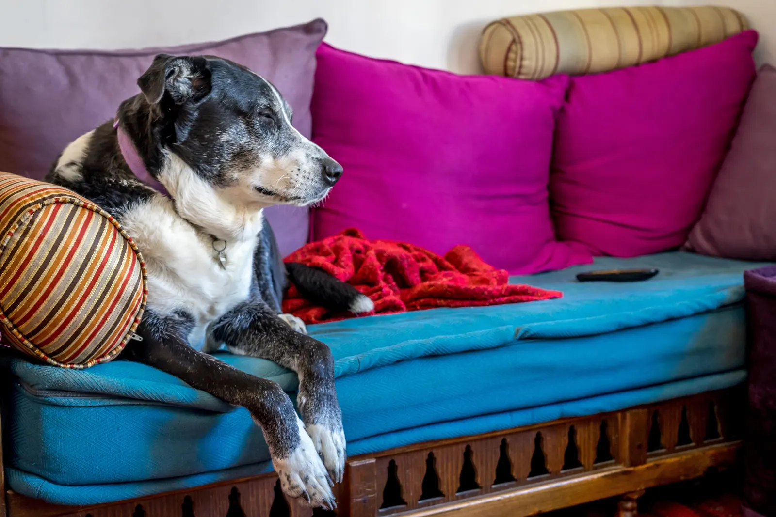 Hond die op de bank ligt