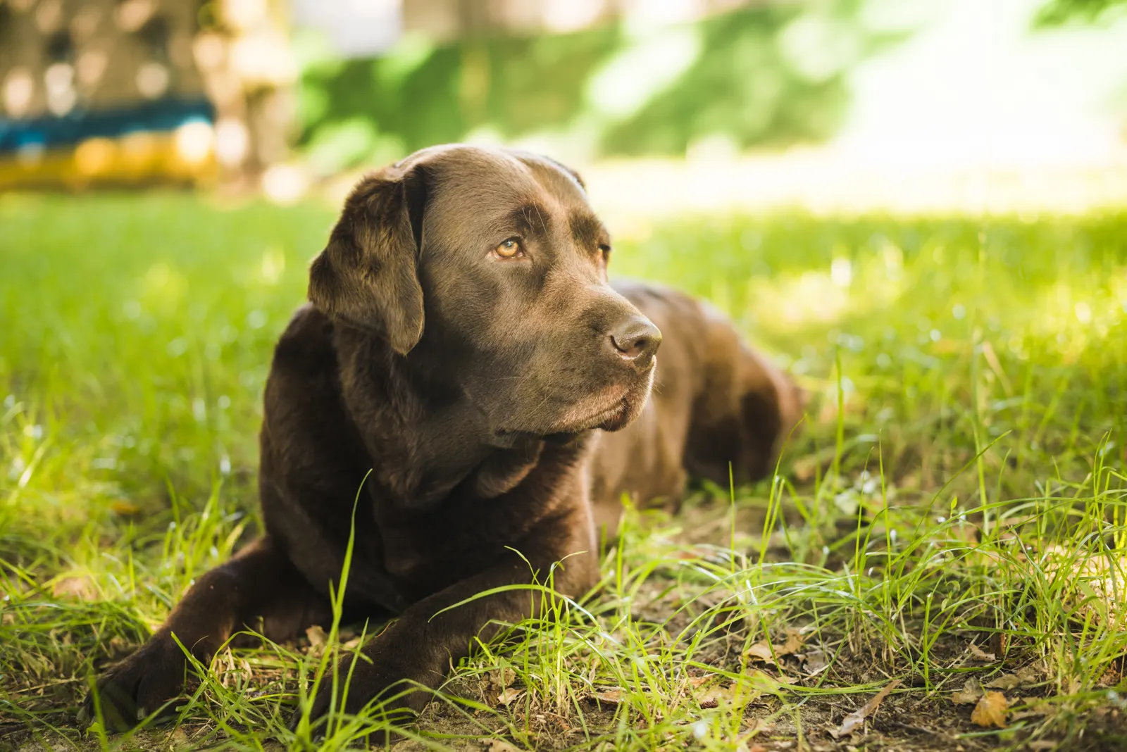 Hond die rustig ligt te slapen
